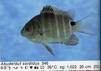 Abudefduf sordidus